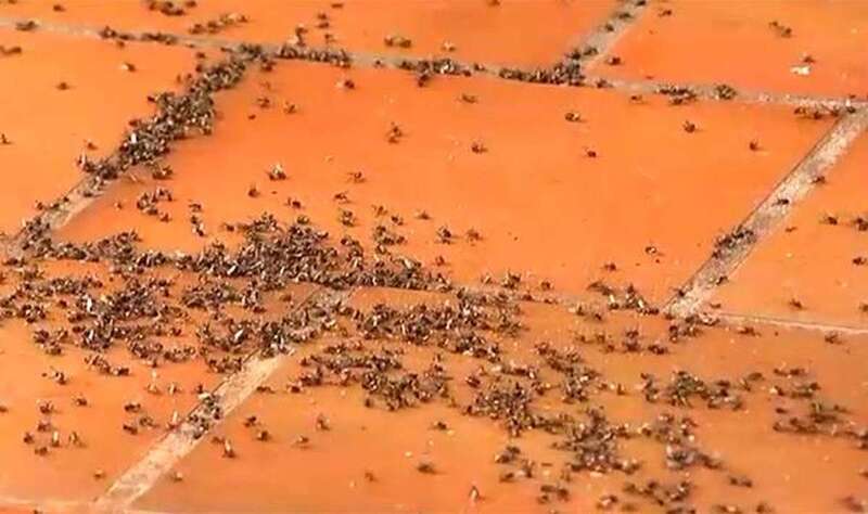 Plaga de moscas en una imagen de archivo/Multimedia.